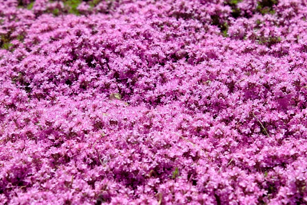 Creeping Thyme Seeds | Pink Groundcover | Thymus serpyllum | Non-GMO Bulk Seeds for Landscaping