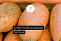 10 Seeds Jumbo Pink Banana Squash Seeds – Heirloom Cucurbita maxima, Sweet Orange Flesh, Large Vining Plant