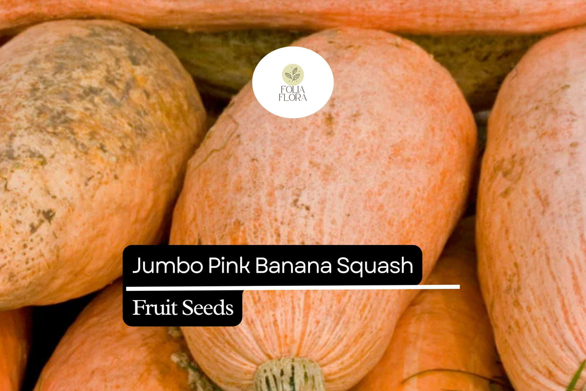 10 Seeds Jumbo Pink Banana Squash Seeds – Heirloom Cucurbita maxima, Sweet Orange Flesh, Large Vining Plant