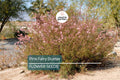 Pink Fairy Duster Seeds – Mesquitella eriophylla, Exotic Drought-Tolerant Shrub, Hummingbird Attractant, Low-Maintenance Garden Plant