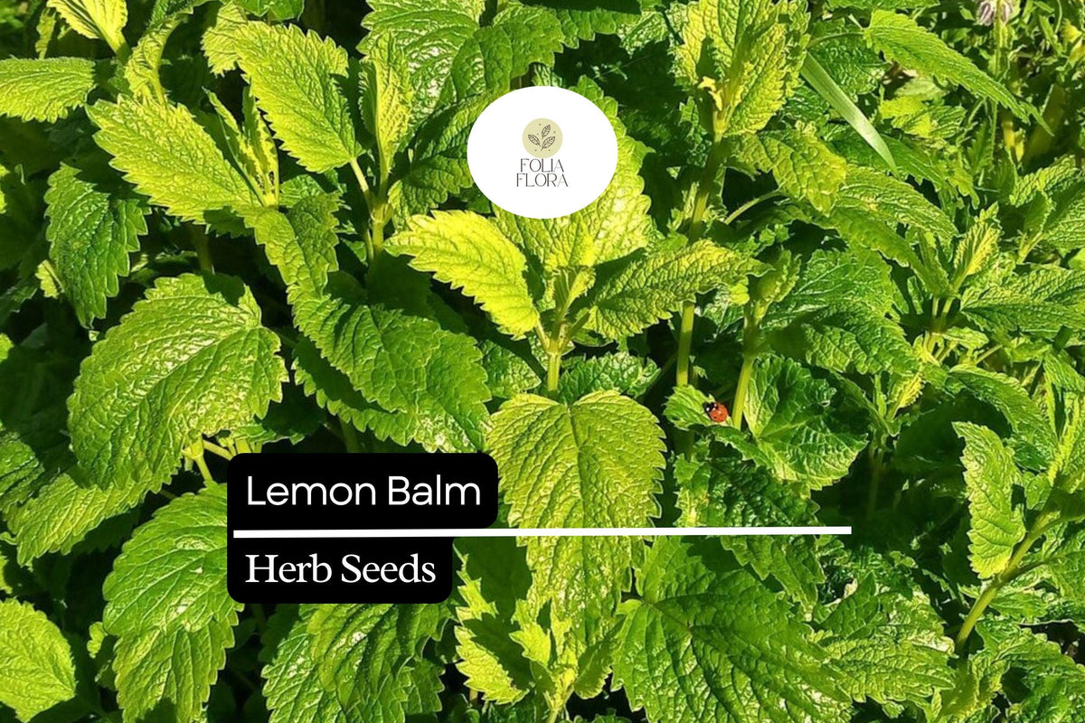 1000 Seeds Lemon Balm Melissa officinalis - Aromatic Herb for Teas, Culinary, Pollinator Garden