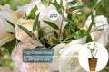 Top Cream™ Rose 1.5 Gal - Fragrant Creamy White Hybrid Tea Rose with 100+ Petals, Own Root, Disease-Resistant, Hardy Zones 5-10