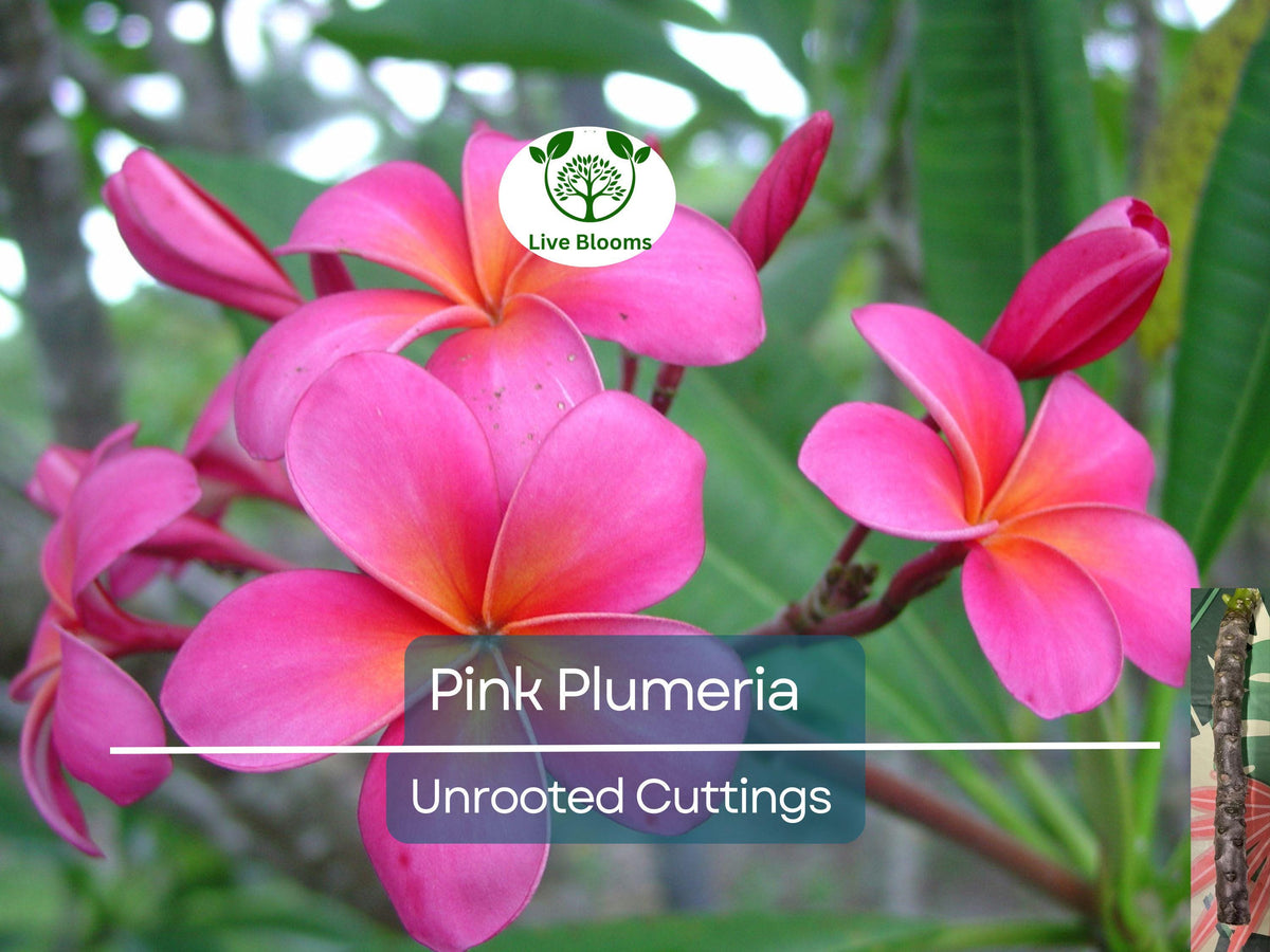 Pink Plumeria Cutting, 10-Inch Unrooted Frangipani, Tropical Flower Starter, Plumeria rubra, Garden Propagation, Fragrant Bloom