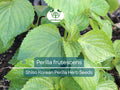 Perilla (Shiso) Seeds – Korean Perilla Herb for Planting, Aromatic, Versatile Asian Culinary Herb, 400 Seeds
