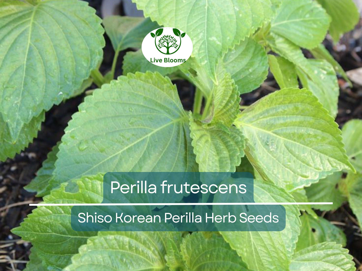 Perilla (Shiso) Seeds – Korean Perilla Herb for Planting, Aromatic, Versatile Asian Culinary Herb, 400 Seeds