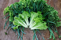 Frilly Leaf Pak Choi Fun Jen Hybrid Seeds – Ornamental Asian Green with Frilly Leaves, Mild Flavor, Fast Growing Brassica rapa subsp. chinensis