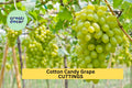 Cotton Candy Grape Cuttings – 5 Unrooted Hardwood Propagation Stems – Vitis vinifera – Sweet, Candy-Like Flavor for Rooting or Grafting