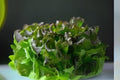 700 Seeds Bronze Mignonette Butterhead Lettuce Heirloom, Tender Green with Bronze Tints, Lactuca sativa