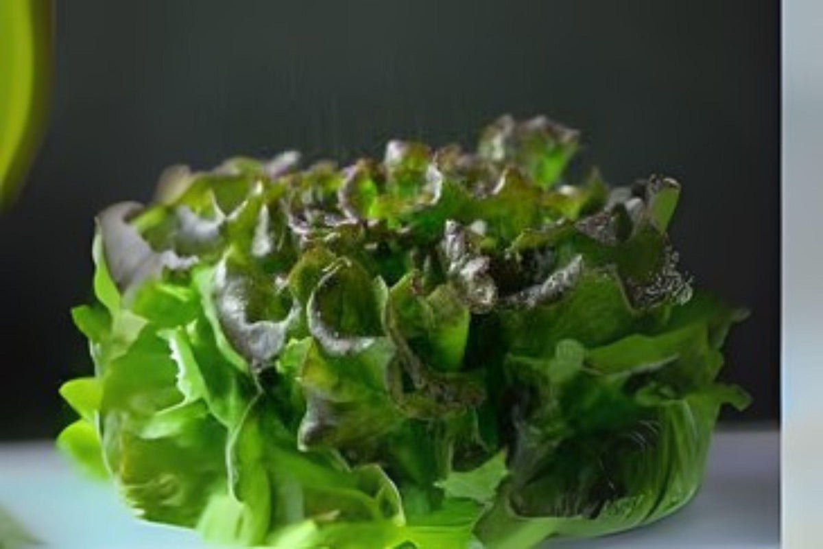 700 Seeds Bronze Mignonette Butterhead Lettuce Heirloom, Tender Green with Bronze Tints, Lactuca sativa