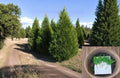 Leyland Cypress Cuttings 6-8" Unrooted Fast Growing Privacy Tree - Cupressus × leylandii