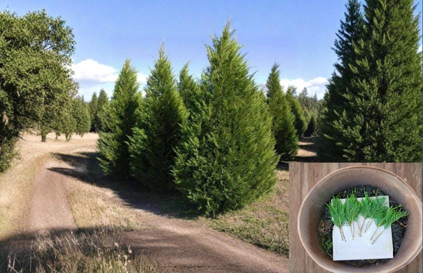 Leyland Cypress Cuttings 6-8" Unrooted Fast Growing Privacy Tree - Cupressus × leylandii