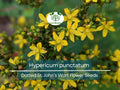Hypericum punctatum Seeds – 50 mg Dotted St. John’s Wort Pollinator-Friendly Wildflower for Gardens and Naturalized Areas