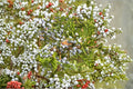 Juniperus virginiana Seeds – Eastern Red Cedar Native Evergreen Conifer Tree, 25 Seeds for Landscaping & Wildlife Habitats