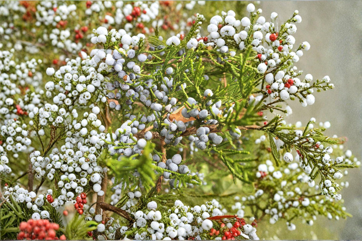Juniperus virginiana Seeds – Eastern Red Cedar Native Evergreen Conifer Tree, 25 Seeds for Landscaping & Wildlife Habitats
