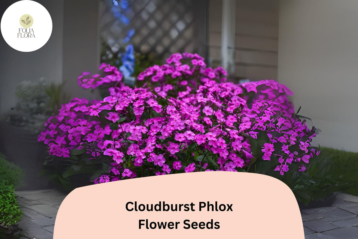 100+ Cloudburst Phlox Seeds – Perennial Flower Seeds for Borders, Cottage Gardens, Pollinator Gardens – Phlox paniculata Hybrid
