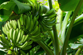 Plantain Starter Plant - Musa × paradisiaca Live Tropical Fruit Tree 1’-2’ for Growing Fresh Nutritious Versatile Fruit at Home