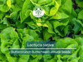 700 Seeds Buttercrunch Butterhead Lettuce Seeds – Lactuca sativa Heirloom, Tender, Sweet, Bolt-Resistant for Gardening & Fresh Salads