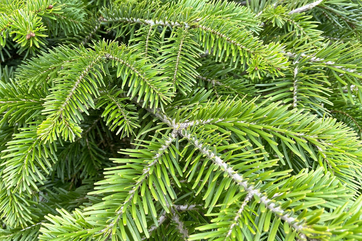 Abies Balsamea Seeds | Lake State Balsam Fir | Hardy Evergreen Tree with Fragrant Needles | Native North American Christmas Tree