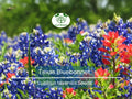 Texas Bluebonnet Seeds – 50 Non-GMO Heirloom Lupinus texensis for Wildflower Gardens, Sun & Partial Shade, Pollinator-Friendly