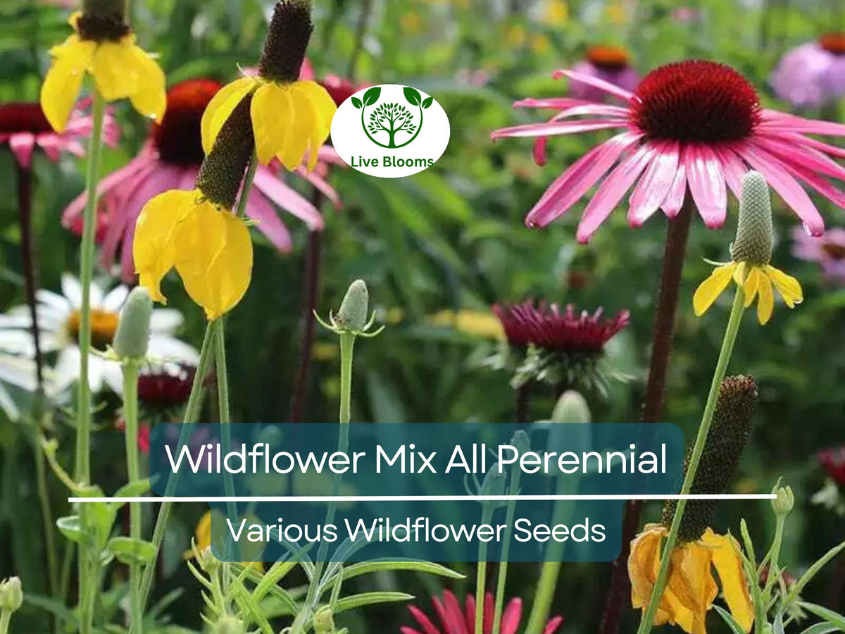 Wildflower Seed Mix 1000 All Perennial Native Heirloom Pollinator-Friendly Non-GMO Eco-Friendly
