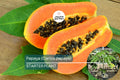 Live Papaya Tree - Carica papaya, Tropical Fruit Tree, 1-2 Feet, Sweet Flavor, Juicy Texture, Easy to Grow