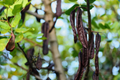 Carob Tree Starter Plant - Algarroba (Ceratonia siliqua) 12”-24” | Nutrient-Rich, Easy-Care Garden Fruit Tree