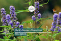 20 Chaste Tree Seeds Vitex agnus-castus Lilac Flowers Deer Resistant Pollinator Garden Zone 6-9