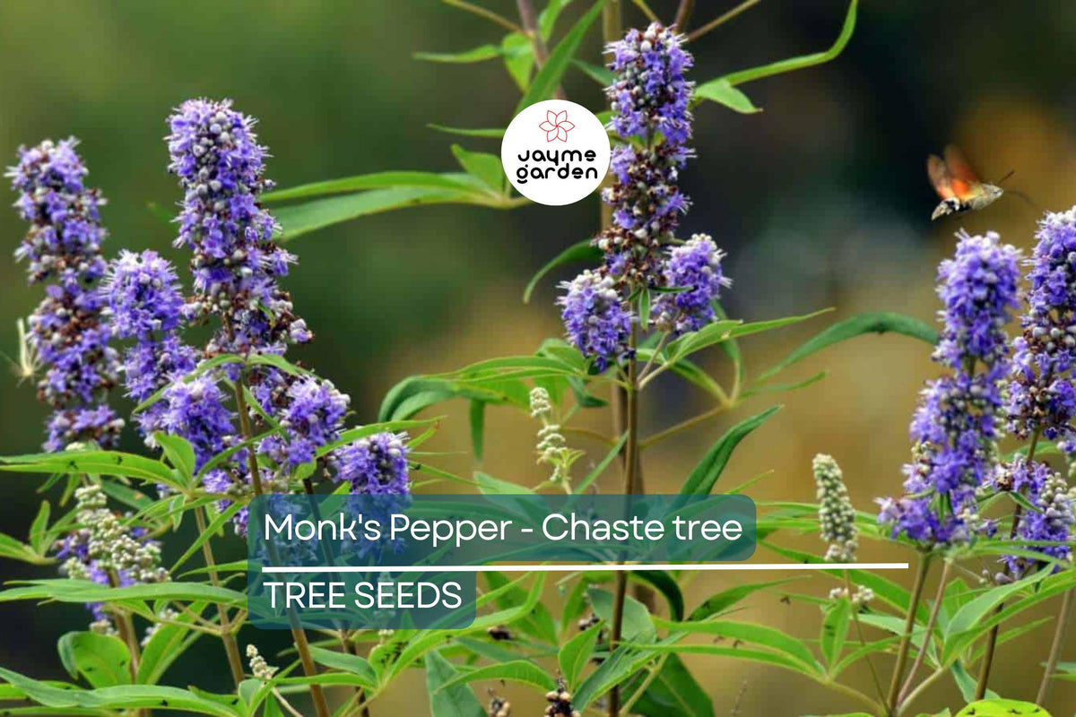 20 Chaste Tree Seeds Vitex agnus-castus Lilac Flowers Deer Resistant Pollinator Garden Zone 6-9