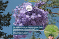 Jacaranda Mimosifolia Tree – Exotic Purple Blooms, Ornamental Garden Tree, Tropical Landscape Plant