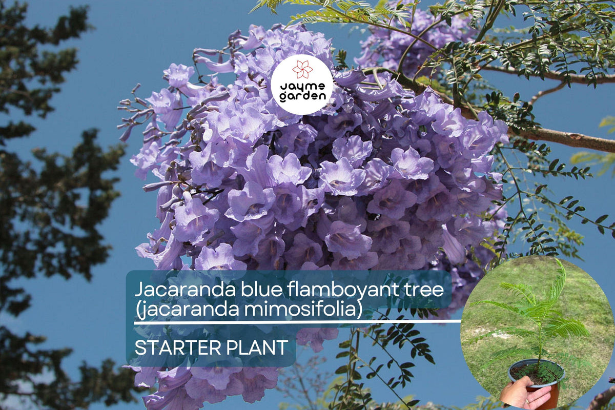 Jacaranda Mimosifolia Tree – Exotic Purple Blooms, Ornamental Garden Tree, Tropical Landscape Plant
