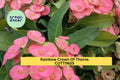 Rainbow Crown of Thorns Cutting | Euphorbia Milii Succulent Starter | Colorful Flowers, Drought Tolerant, Easy Care