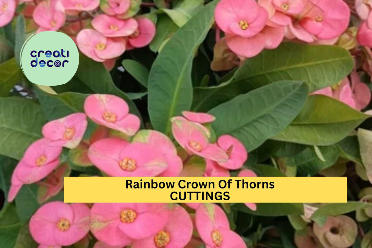 Rainbow Crown of Thorns Cutting | Euphorbia Milii Succulent Starter | Colorful Flowers, Drought Tolerant, Easy Care