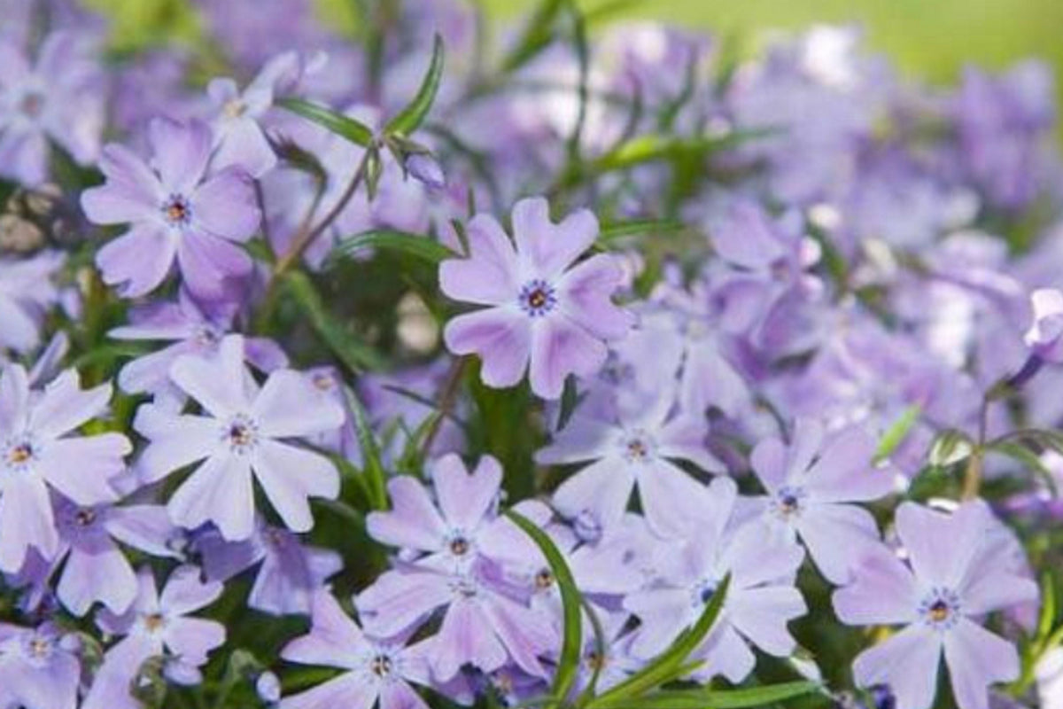 Blue Emerald Creeping Phlox Seeds – Ground Cover Flower, Vibrant Blue Blooms, Phlox subulata, USA Grown, Perennial Border Plant
