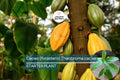 Cacao Tree Starter Plant – Theobroma cacao, Forastero Variety, Tropical Fruit Tree, Grow Your Own Chocolate Plant