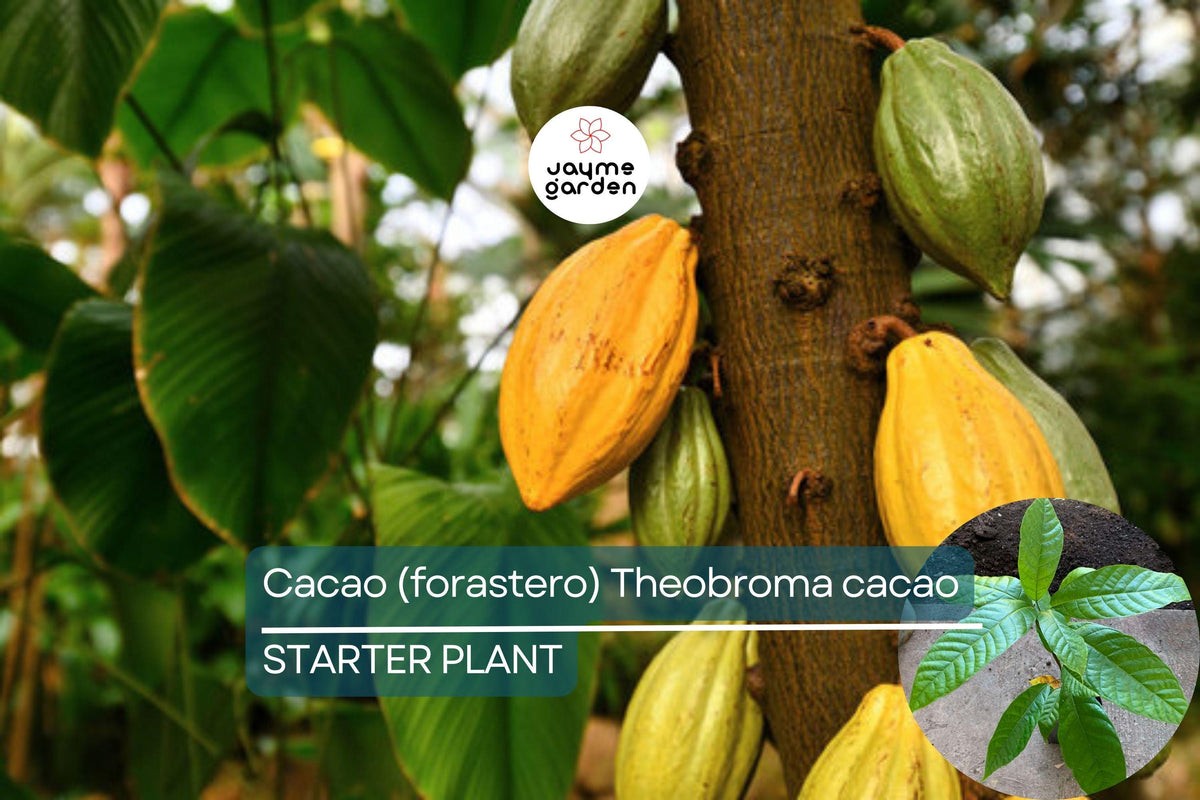 Cacao Tree Starter Plant – Theobroma cacao, Forastero Variety, Tropical Fruit Tree, Grow Your Own Chocolate Plant