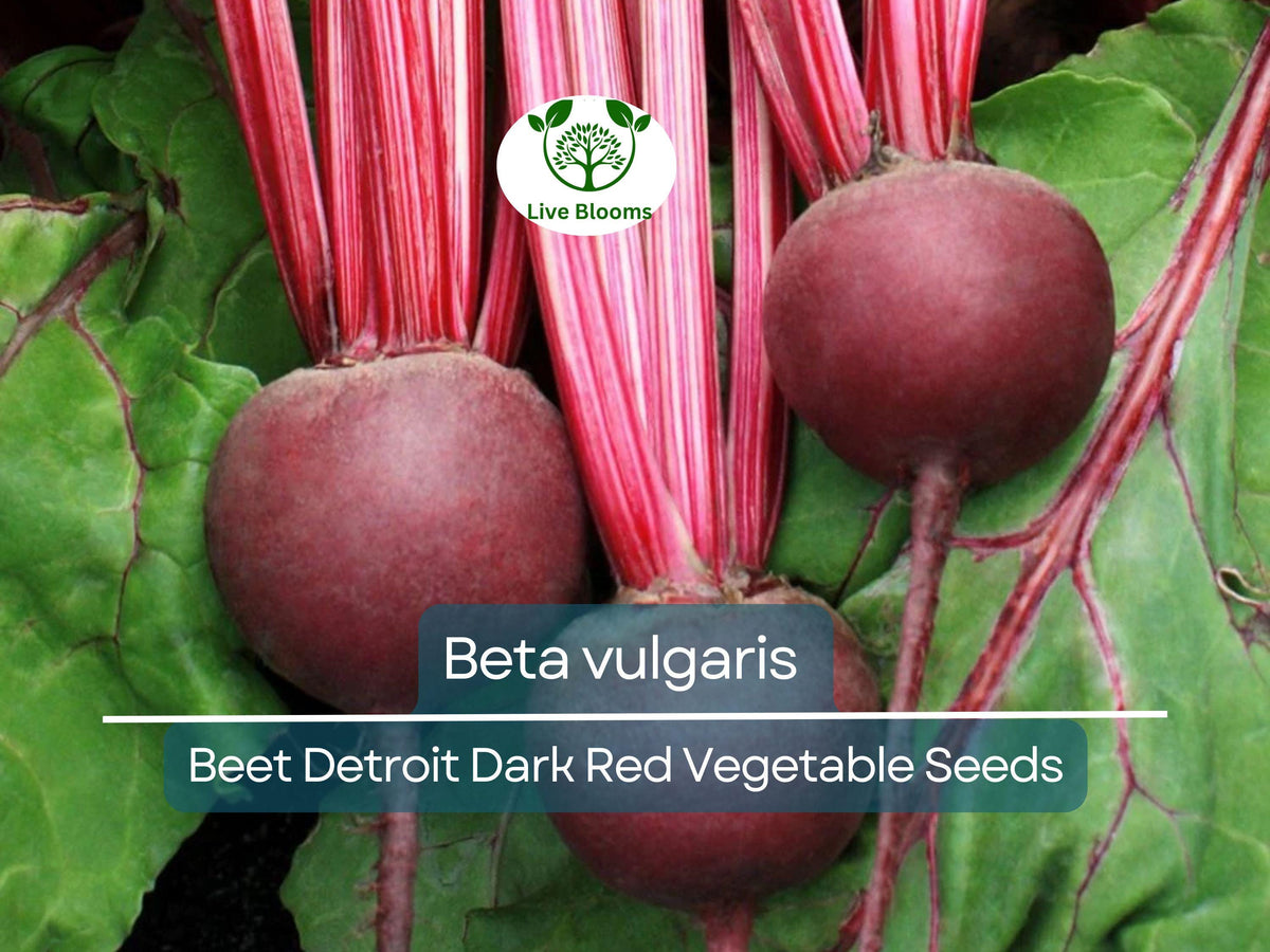 Beet Seeds Detroit Dark Red Beta vulgaris Heirloom Root Vegetable for Gardening, Salad, Soup, Pickling