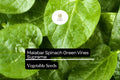 Malabar Spinach Seeds Green Vines Supreme Non-GMO Basella alba, Heat-Tolerant Climbing Salad Green