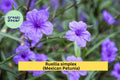 Mexican Petunia Roots – Ruellia simplex – 6 Rhizome Cuttings for Borders, Butterfly Garden, Purple Flowers, Hardy Perennial