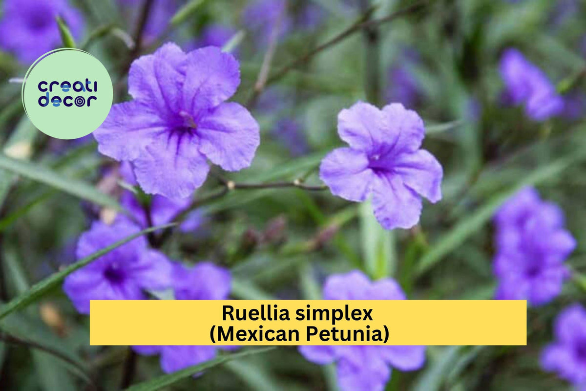 Mexican Petunia Roots – Ruellia simplex – 6 Rhizome Cuttings for Borders, Butterfly Garden, Purple Flowers, Hardy Perennial