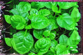 Malabar Spinach Seeds Green Vines Supreme | Climbing Leafy Green, Basella alba, Heat-Tolerant, Edible Vine, 500mg