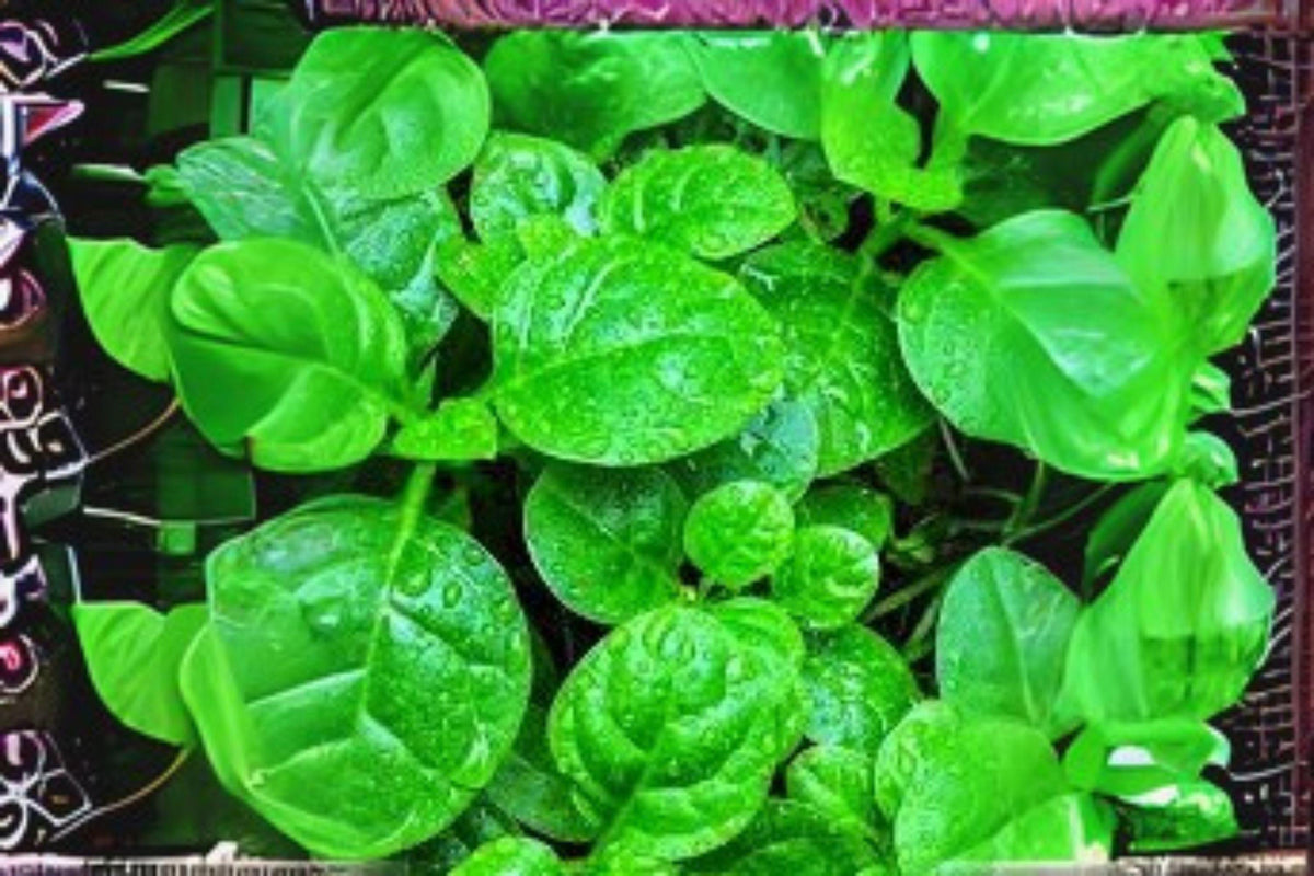 Malabar Spinach Seeds Green Vines Supreme | Climbing Leafy Green, Basella alba, Heat-Tolerant, Edible Vine, 500mg