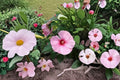 Rose Mallow Dwarf Mix Seeds, Hibiscus moscheutos, Perennial Flowering Plant for Pollinators, Pink Red White Blooms