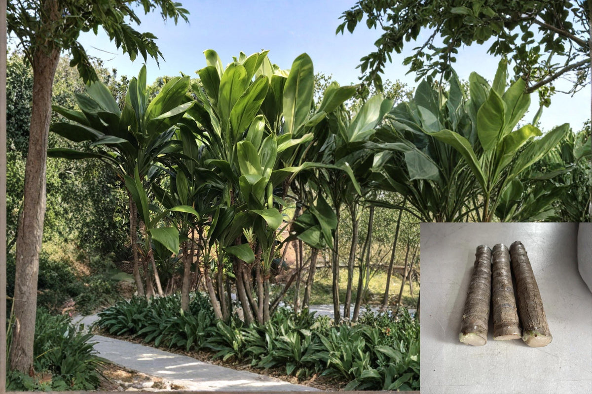 Hawaiian Green Ti Leaf Cuttings 6" | Cordyline fruticosa Unrooted Starter Logs for Propagation