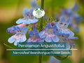 Penstemon Seeds 100mg, Narrowleaf Beardtongue, Native Perennial Wildflower for Pollinator Gardens & Drought Tolerance