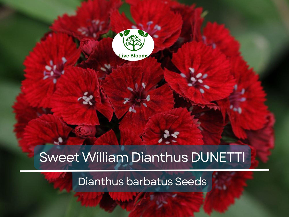 200 Seeds Sweet William Dianthus barbatus DUNETTI Red Flowers, Non-GMO, Spring Blooms, Butterfly Attractant, Easy to Grow Seeds