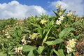 Yellow Plumeria Cutting - 10 Inch Triple Head, Fragrant Tropical Flowering Tree, Plumeria rubra, Fresh Starter