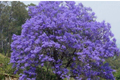 Jacaranda Tree 8-18 Inches, Blue Flamboyant, Exotic Purple Blooms, Jacaranda Mimosifolia, Tropical Garden, Ornamental Landscape Plant