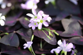 False Shamrock Plant, 10-20 Inches, Oxalis Triangularis, Purple Heart-Shaped Foliage, Indoor & Garden Decor, Ornamental Live Plant