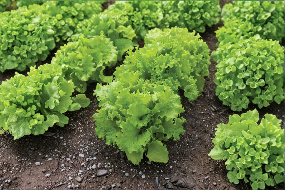 Black Seeded Simpson Lettuce Seeds – Heirloom Loose-Leaf Salad Greens, Fast-Growing, Tender, Sweet, Lactuca sativa, 700 Seeds
