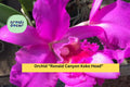 Live Orchid Seedling - Ronald Canyon Koko Head Hybrid, Exotic Indoor Orchid Plant, Bare Root Tropical Houseplant